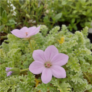 Erodium Celtibericum